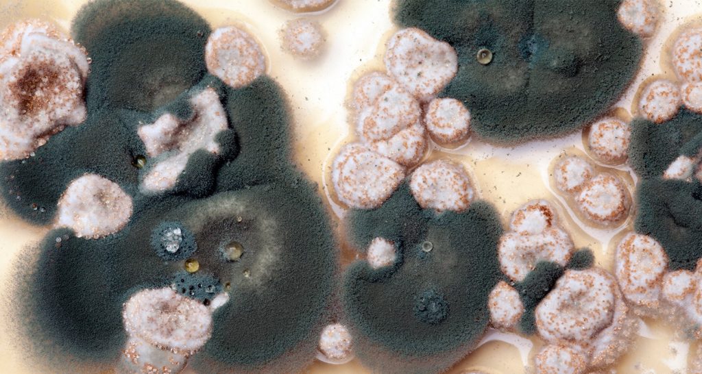 A Perfect Guide for Excellent Mold Exposure Treatment