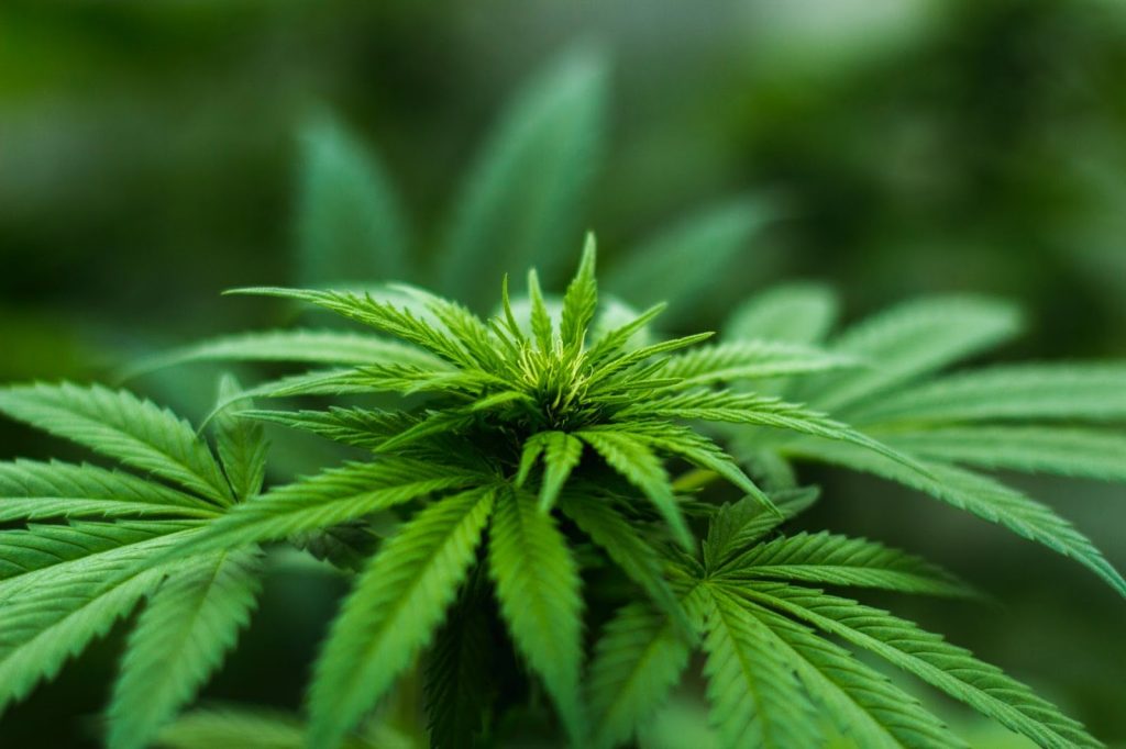 Administer dosage of CBD products