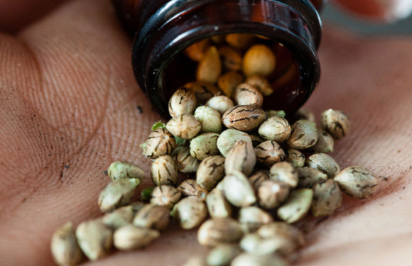 Choosing Your Cannabis Seeds – A Beginner’s Guide