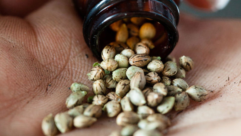 Choosing Your Cannabis Seeds – A Beginner’s Guide