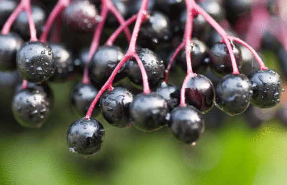 The Awesome Skincare Benefits Of Elderflower & Elderberry