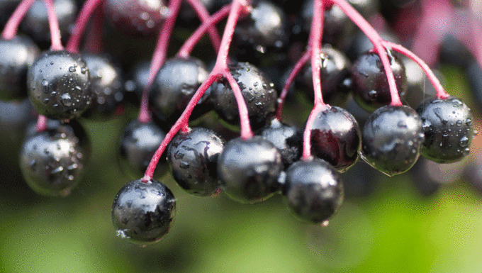 The Awesome Skincare Benefits Of Elderflower & Elderberry