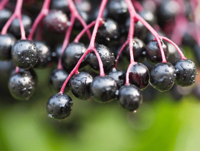 The Awesome Skincare Benefits Of Elderflower & Elderberry