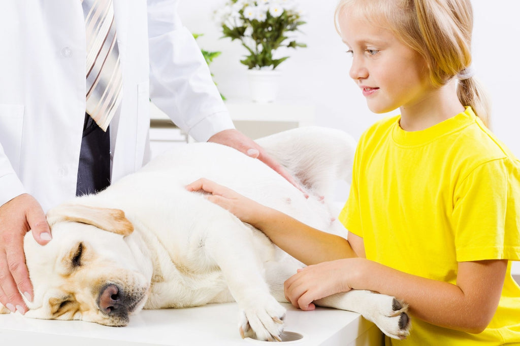 What do you know about cbd pet tincture?