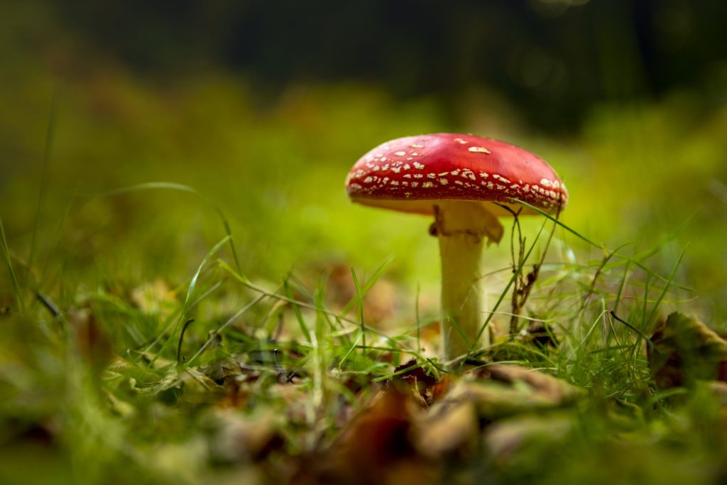 Tripping on treats- A comprehensive guide to amanita muscaria gummies
