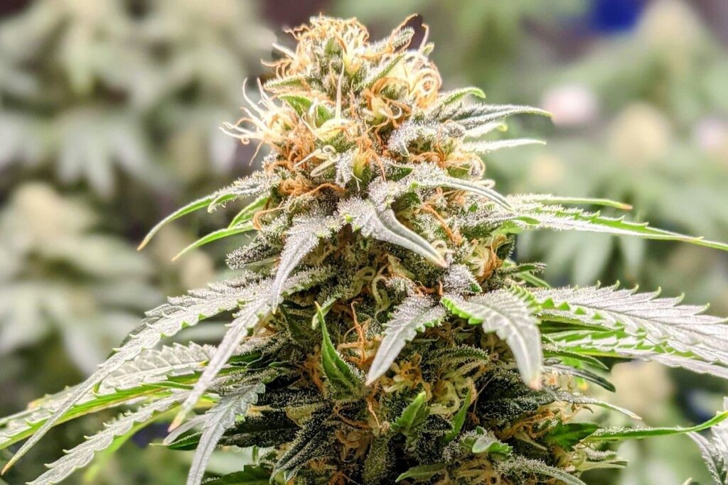 Top-Quality THCA Flower Available for Sale